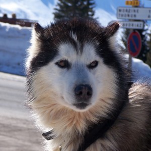 chien loup
